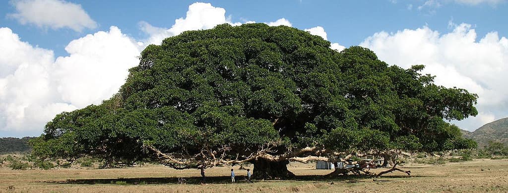 Ficus Sycomorus