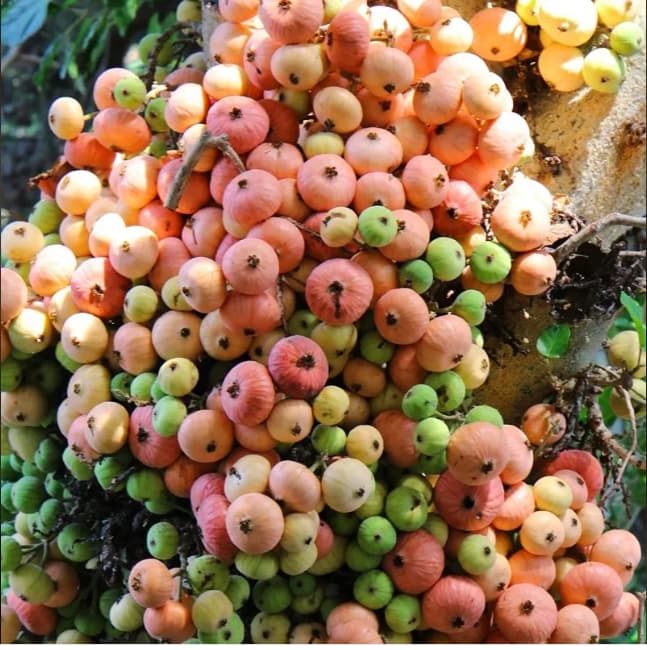 Sycamore fruits.