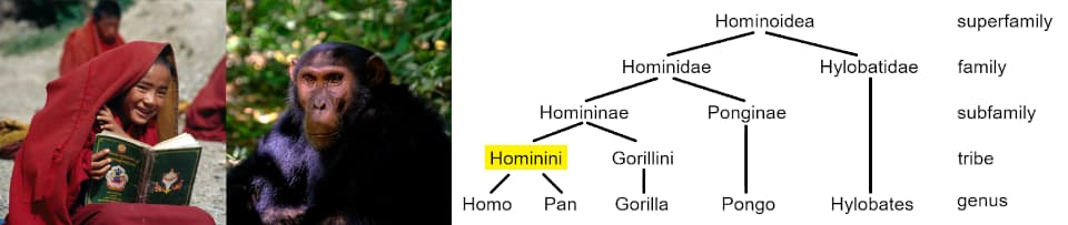 Hominini